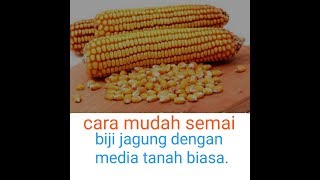 Cara semai biji jagung