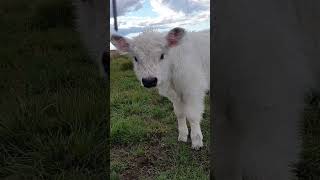 curious calf