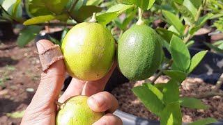 Cara Membedakan Jeruk Nipis dan Jeruk Lemon dari Daun & Buahnya