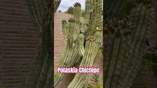 POLASKIA CHICHIPE #shorts #suculentosdías #cactus