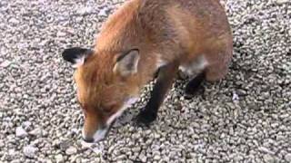 our own foxy lady.wmv