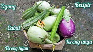 Eps. 46 Gardening || Hemat Uang Belanja! Panen Berbagai Jenis Sayur Di Kebun Sendiri