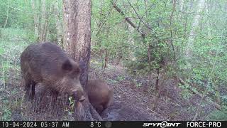 Boar family and tar tree! /Mežacūku ģimenīte pie darvas koka