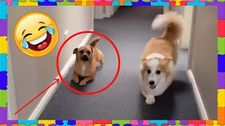 THIS DOG IS TEASING THE CORGI FOR HAVING TINY LEGS🤣