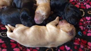 Sleepy Newborn Golden Labrador Retriever Puppies