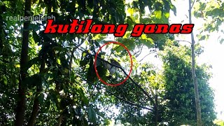 MEMIKAT BURUNG KUTILANG