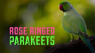 #relaxing with #birds Rose winged #parakeets #nature #wildlife #india #travel #safari