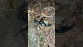 We saw Scorpion at night trekking in tanjung puting national park #indonesia_orangutan_tours