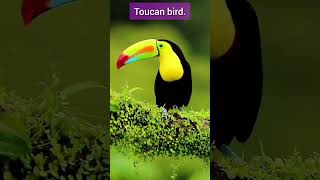 The bright beauty of nature!  Toucan bird. #nature #toucanbird