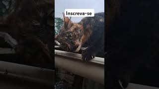 #memes #viralvideo #xuxa #humor #show #gatos #adoteumgato #cat #adote #pets