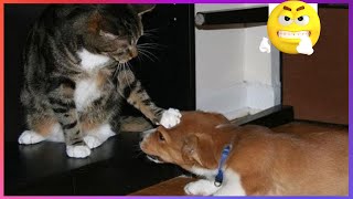 【FUNNY VIDEO】TRY NOT TO LAUGH (DOGS, CATS AND ANIMALS) #16