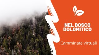 Camminate virtuali - Passeggiata nel bosco delle Dolomiti bellunesi