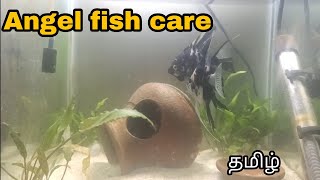 Angel fish care & info | Aquapets & farm