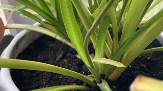 Today, I’ll be showing you how to grow your very own spider plant!🌿#garden