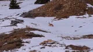 Red Fox Colorado