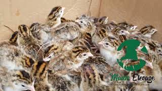 Day-old guinea fowl after incubation and hatching @Madieelevage237