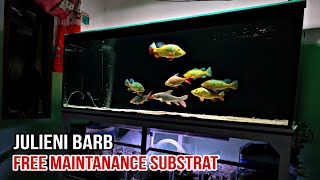 Julieni Barb! Ikan Tankmate Yang Wajib Ada Di Tank Predator Dasaran Substrat || Harga Julieni Barb ?