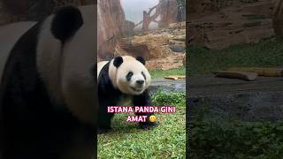 PANDA SI PEMAKAN BAMBU #panda #makan