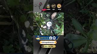 minelab goldmonster 1000 #kingodetector #เครื่องตรวจจับโลหะ