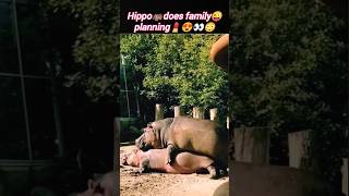 Hippo🦛family😍 | hippo video | hippo shorts | animals video | @Wildshikaari007 | #shorts