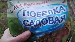 Обработка виноградной лозы перед зимними заморозками.