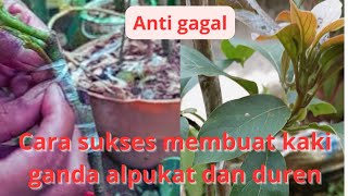 part1 cara sukses anti gagal membuat kaki ganda duren dan alpukat