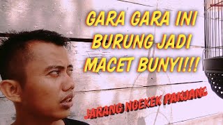 TIPS AGAR LOVEBIRD NGEKEK PANJANG DAN BISA STABIL BUAT PARA PEKERJA