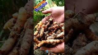 HARVESTING TURMERIC