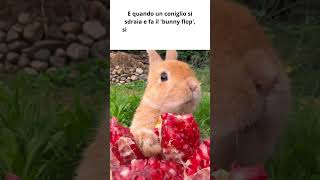 I segreti incredibili dei conigli #shorts #curiosità #viralvideo #rabbit #cute