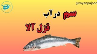 سم در آب قزل آلا