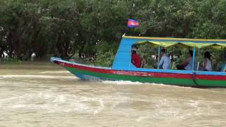 Mangrow Tree Growing in Fresh Water in Cambodia