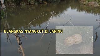 TIDAK SENGAJA HEWAN INI SANGKUT DI JARING || Kepiting tapal kuda || blangkas