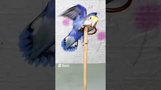 Lovely and Smart Parrot | amazing parrot