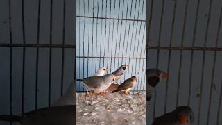 Birds Lover #youtubeshorts #viralshort #ytshorts #shorts #birdslover #zebrafinches #FancySparrow