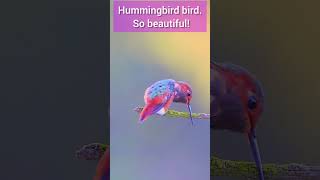 Wonderful planet! Hummingbird bird #nature #bird.    Music: Rain Musician: @iksonmusic