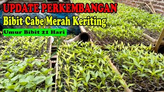 Perkembangan Bibit Cabe Merah Keriting Umur 21 Hari