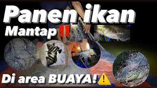 🔴Panen ikan Di Area buaya‼️ngeri-ngeri sedap⚠️ Banyak ikan aneh disini!!!