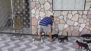 AMOR AOS ANIMAIS: homem cuida de gatos de rua e todos os dias serve comida e água