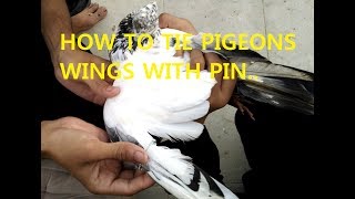 How to Tie Pigeons Wings with Pin best and easy kabootaro ke par kaisey bhanthney hai..by naveed