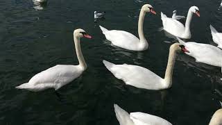 Swans in lake Zurich