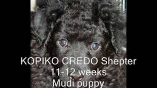 Mudi - Kopiko Credo Shepter