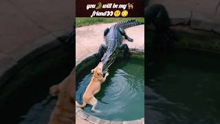 Real🐊friend🐕‍🦺😱 | dog vs crocodile | crocodile attack | @Wildshikaari007 | #shorts #animals