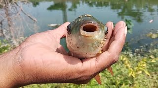 #fishing Group of people fishing l Rohu fish l Natural fishing l primitive skills l  Hook Fishing