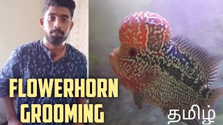 Flowerhorn fish grooming in Tamil |  Grooming Tips for a beginners |  Aquapets & farm