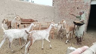 Decent Goat form Hasilpur