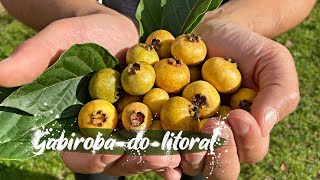 GABIROBA DO LITORAL | Fruta muito rara