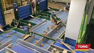 Onion Optical Sorting & Grading Line | Tong Engineering & MAF Robotic