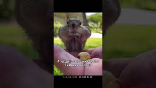 MELHORES MOMENTOS DOS ESQUILOS #animals #fofos #fofo #animais #animaisfofinhos #cuteanimals