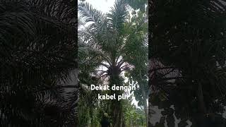 Panen sawit pohon dekat dengan kabel pln