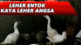 REVIEW INDUKAN ENTOK JUMBO DAN CALON CALON INDUKAN KANDANG KECIL SAYA #peternak #entokjumbo